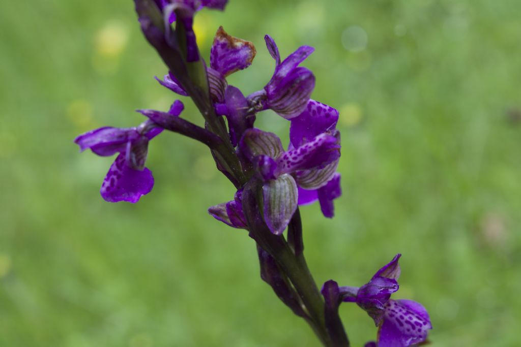 Riconoscimento orchidea - Anacamptis morio